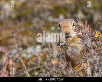 Un écureuil arctique adulte (Urocitellus parryii) se nourrissant dans la brosse du parc national Denali, Alaska, États-Unis d'Amérique, Amérique du Nord Banque D'Images