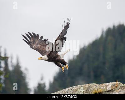 Un aigle à tête blanche adulte (Haliaeetus leucocephalus) prenant le vol d'un rocher, Parc national Kenai Fjords, Alaska, États-Unis d'Amérique, Amérique du Nord Banque D'Images