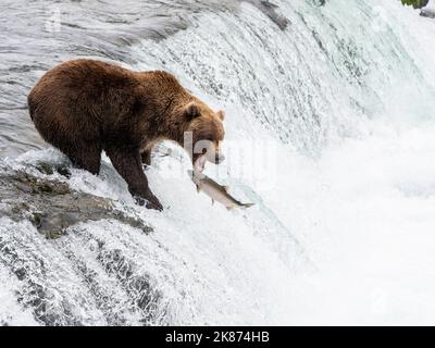 Ours brun adulte (Ursus arctos) pêchant du saumon aux chutes Brooks, parc national et réserve de Katmai, Alaska, États-Unis d'Amérique Banque D'Images