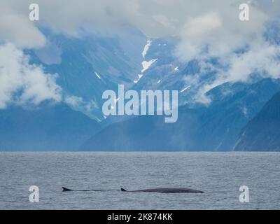 Une paire de rorquals communs adultes (Balaenoptera physalus) faisant surface dans le parc national Kenai Fjords, Alaska, États-Unis d'Amérique, Amérique du Nord Banque D'Images