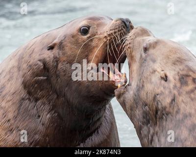 Otaries adultes de Steller (Eumetopias jubatus), exposition territoriale à l'écloserie Solomon Gulch, Valdez, Alaska, États-Unis d'Amérique Banque D'Images