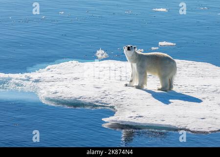 Un jeune ours polaire mâle (Ursus maritimus) sur une banquise de la baie de Baffin, au Nunavut, au Canada, en Amérique du Nord Banque D'Images