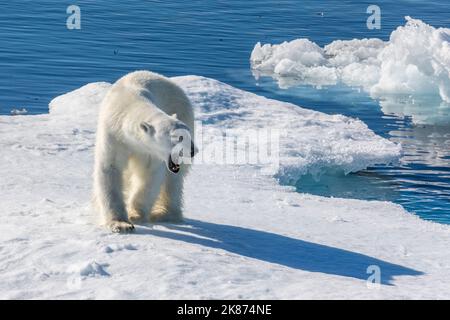 Un jeune ours polaire mâle (Ursus maritimus) sur une banquise de la baie de Baffin, au Nunavut, au Canada, en Amérique du Nord Banque D'Images