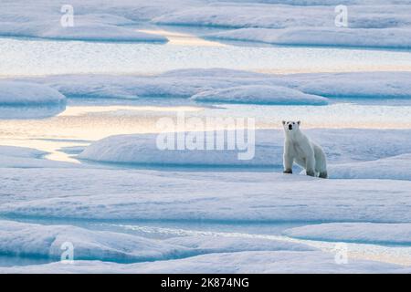 Un ours polaire solitaire (Ursus maritimus) sur la glace dans le détroit de Lancaster, au Nunavut, au Canada, en Amérique du Nord Banque D'Images