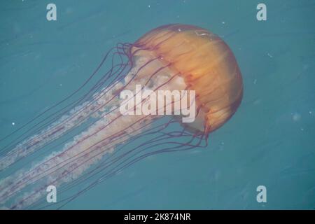 Le scyphozoaire planctonique du Pacifique (Chrysaora fuscescens), Monterey Bay National Marine Sanctuary, Californie, États-Unis d'Amérique Banque D'Images