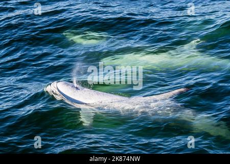 Les dauphins de Risso adultes (Grampus griseus) surfaisant un souffle dans le sanctuaire marin national de la baie de Monterey, Californie, États-Unis d'Amérique Banque D'Images