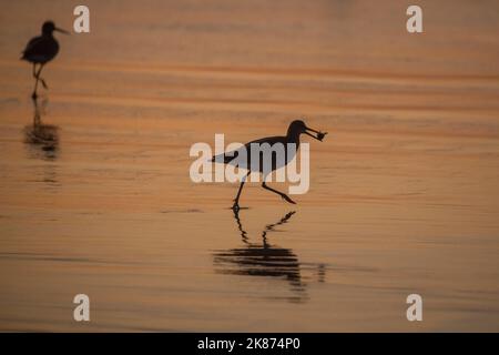 Une paire de saules adultes (Tringa semipalmata) se nourrissant au coucher du soleil à Elkhart Slough près de Moss Landing, Californie, États-Unis d'Amérique Banque D'Images