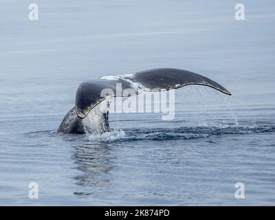 Baleine boréale Balaena mysticetus nageant au milieu de plusieurs ...