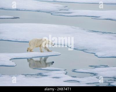 Un jeune ours polaire (Ursus maritimus) curieux marchant sur la glace de mer près de l'île Somerset, au Nunavut, au Canada, en Amérique du Nord Banque D'Images