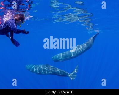 Chercheur nageant avec un petit groupe de cachalots (Physeter macrocephalus) sous l'eau au large de la côte de Roseau, en Dominique Banque D'Images