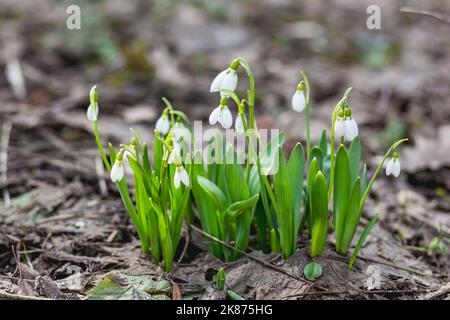 Les chutes de neige traversent la neige et les feuilles mortes. Premier printemps fleurs en fleur - Galanthus. Banque D'Images