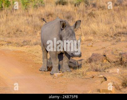 Rhinocéros dans le Bush sud-africain, réserve de gibier de Welgevonden, Limpopo, Afrique du Sud, Afrique Banque D'Images