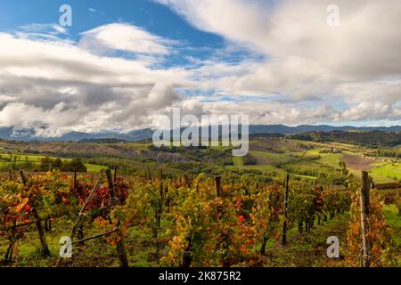 Étendue de vignes en automne, Oltre po Pavese, Lombardie, Italie, Europe Banque D'Images