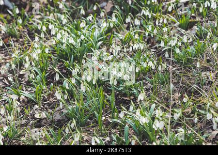 Les chutes de neige traversent la neige et les feuilles mortes. Premier printemps fleurs en fleur - Galanthus sur la lumière du soleil. Banque D'Images