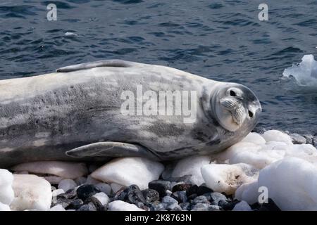 Phoque de Weddell (Leptonychotes weddellii), île Paulet, mer de Weddell, Antarctique, régions polaires Banque D'Images