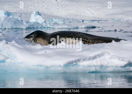 Phoque léopard (Hydrurga leptonyx) reposant sur la glace, Inlet Larsen, mer de Weddell, Antarctique, régions polaires Banque D'Images
