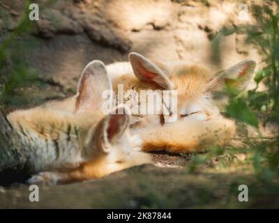 La paire de renards de fennec ou Vulpes zerda dort sur terre. Les petits renards crépusculaires ont un repos dans l'ombre en été ensoleillé. Banque D'Images