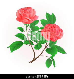 Roses fleur rose branche avec feuilles nature fond vintage main dessiner illustration vectorielle Illustration de Vecteur
