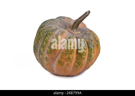 Citrouille verte et orange 'Musquee de Provence' sur fond blanc Banque D'Images