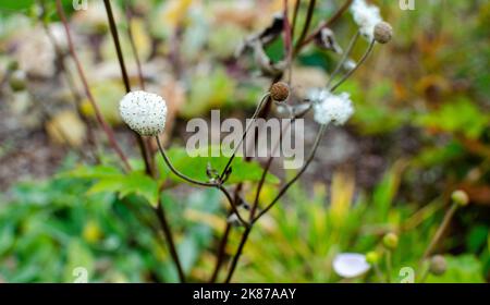 Anemone hupehensis 'charme septement' avec seulement des graines sur fluff blanc en automne dans la botanique, Pologne, Europe. Banque D'Images