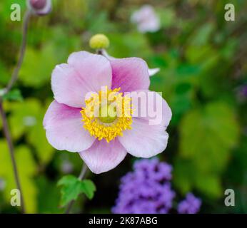 Anemone hupehensis 'charme septement' en automne dans la botanique, Pologne, Europe. Banque D'Images