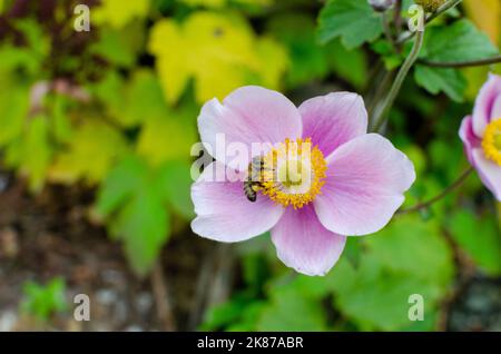 Anemone hupehensis 'charme septement' en automne dans la botanique, Pologne, Europe. Banque D'Images