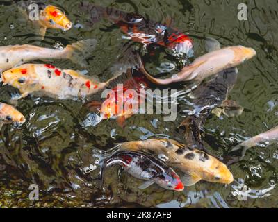 Amur carpe ou Cyprinus rubrofuscus, généralement appelé Koi ou nishikigoi. Poissons décoratifs colorés dans l'eau. Banque D'Images