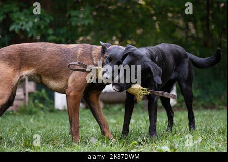 Deux chiens de race, le Labrador retriever noir et le berger belge malinois, tenant et tirant pour un jouet à l'extérieur dans la nature verte. Banque D'Images