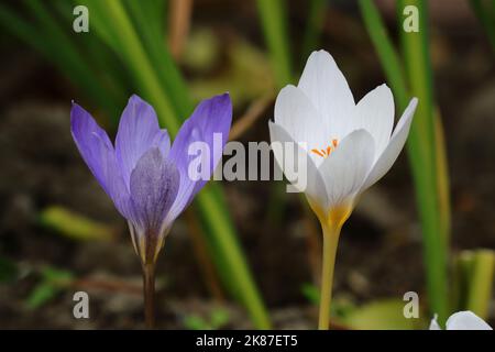 Gros plan des deux magnifiques crocus fleuris d'automne sur un fond flou naturel, vue latérale Banque D'Images