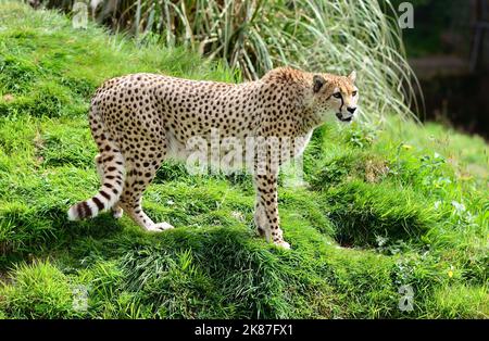 Un guépard du nord-est au zoo de Dartmoor, Devon. Banque D'Images