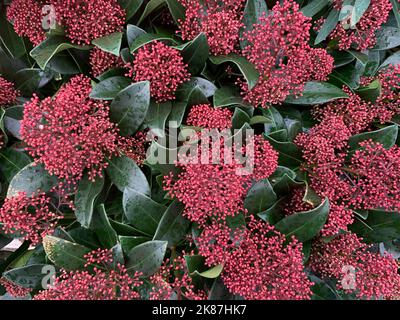 Gros plan des boutons de fleurs d'automne et des feuilles vert foncé de la plante de jardin à feuilles persistantes Skimmia japonica Rubella vu en automne. Banque D'Images