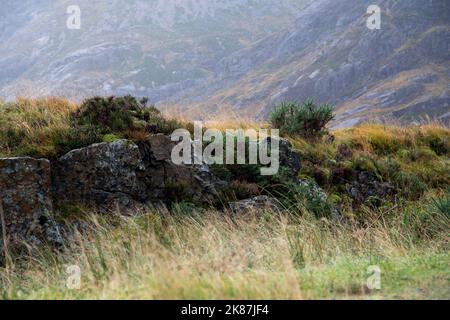Ancien mur de pierre reste dans les montagnes écossaises Banque D'Images