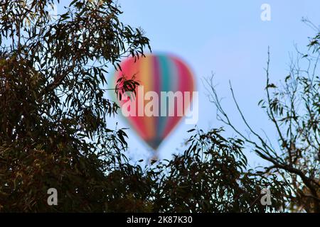 Ballons d'air chaud volant bas dans la Yarra Valley, Victoria, Australie Banque D'Images