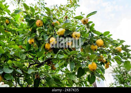 Beaucoup de grands quinces jaunes et feuilles vertes fraîches mûres sur les brunches d'arbre dans un verger en automne ensoleillé, photographiés avec une attention sélective Banque D'Images