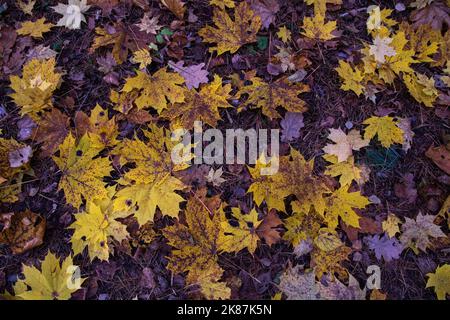 tomber de belles feuilles de coin dans la forêt sur l'herbe à vos pieds dans la forêt d'automne Banque D'Images