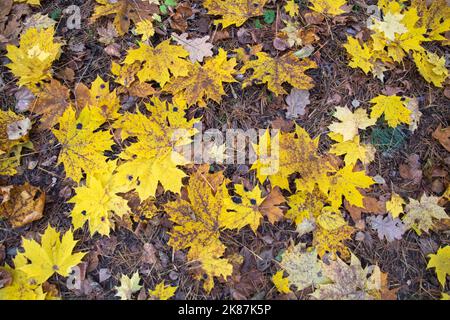 tomber de belles feuilles de coin dans la forêt sur l'herbe à vos pieds dans la forêt d'automne Banque D'Images