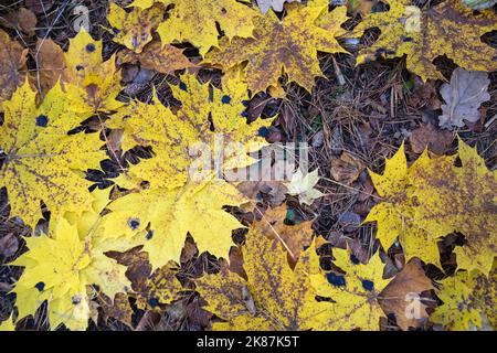 tomber de belles feuilles de coin dans la forêt sur l'herbe à vos pieds dans la forêt d'automne Banque D'Images