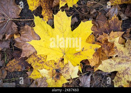 tomber de belles feuilles de coin dans la forêt sur l'herbe à vos pieds dans la forêt d'automne Banque D'Images