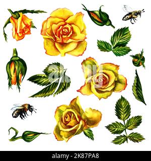 Ensemble de roses, fleurs et feuilles jaunes d'aquarelle. Collection aquarelle avec feuilles et fleurs, dessin à la main. Peut être utilisé pour concevoir des invitations Banque D'Images