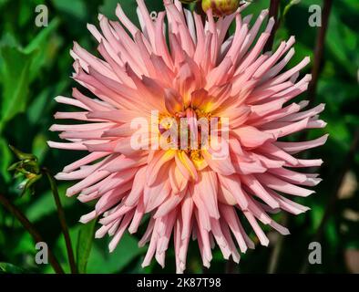 Fleur de Cactus Dahlia couleur pêche, variété Piccolo, gros plan. Perfection et élégance étonnantes de la fleur de Dahlia avec des pétales délicats rose ou pe Banque D'Images