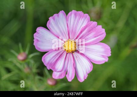 Floraison d'un cosmos de jardin (Cosmea bipinnatus). Banque D'Images