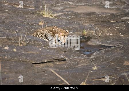 Léopard (Panthera pardus) cub, estimé à environ 10 semaines, en buvant dans une piscine rocheuse Banque D'Images