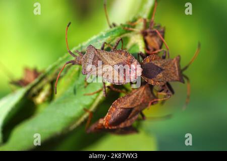 Insecte étranger et invasif en Europe. Toujours dans de nouvelles zones. La insecte de la graine de conifères de l'Ouest (Leptoglossus occidentalis). Banque D'Images