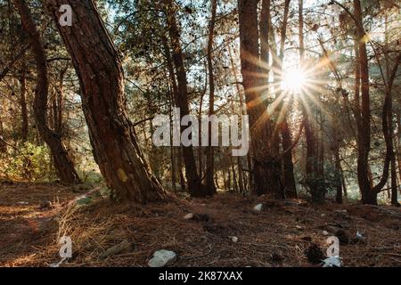 Un gros plan d'arbres contre le soleil, le parc national de Shivapuri Banque D'Images