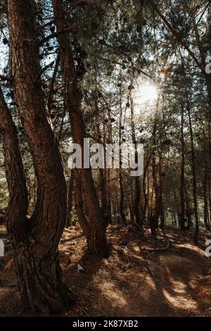 Un gros plan vertical d'arbres contre le soleil, le parc national de Shivapuri Banque D'Images