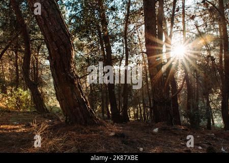 Un gros plan d'arbres contre le soleil, le parc national de Shivapuri Banque D'Images