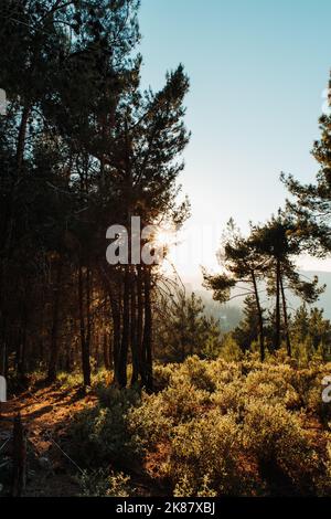 Un gros plan vertical d'arbres contre le soleil, le parc national de Shivapuri Banque D'Images