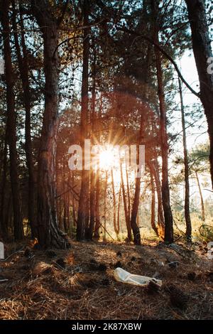 Un gros plan vertical d'arbres contre le soleil, le parc national de Shivapuri Banque D'Images