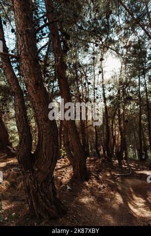 Un gros plan vertical d'arbres contre le soleil, le parc national de Shivapuri Banque D'Images