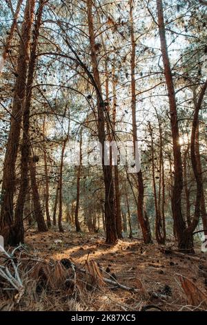 Un gros plan vertical d'arbres contre le soleil, le parc national de Shivapuri Banque D'Images